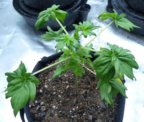 Blueberry Bastard (ABC). Week 3