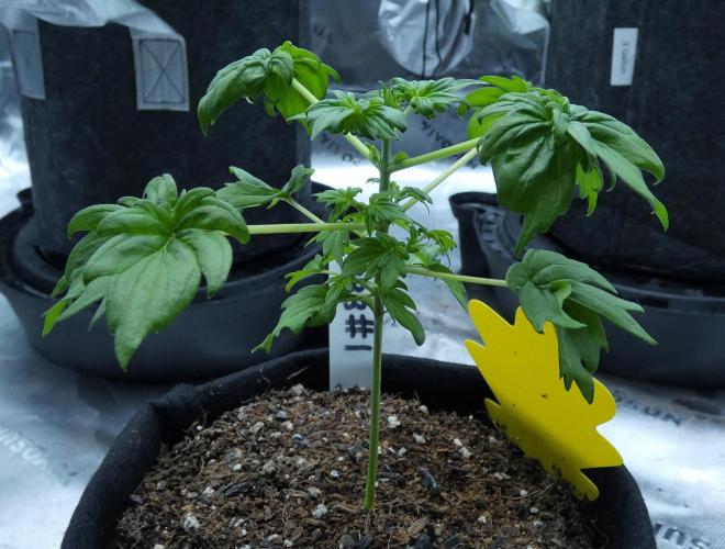 Blueberry Bastard (ABC). Week 3