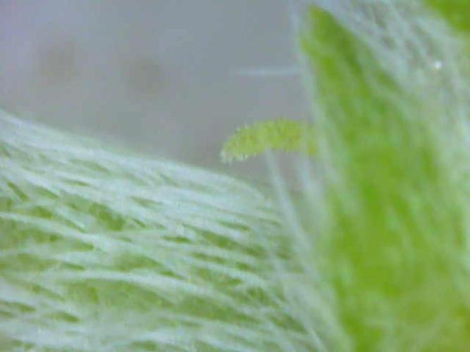 Blueberry Bastard (ABC). Week 4