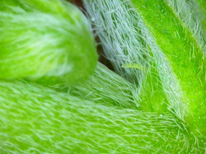 Blueberry Bastard (ABC). Week 4