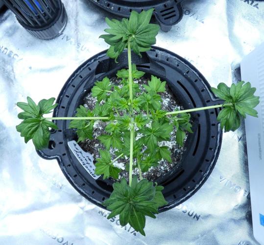 Blueberry Bastard (ABC). Week 4