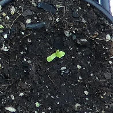 Super Sour Kush #1 - QCS. Week 0