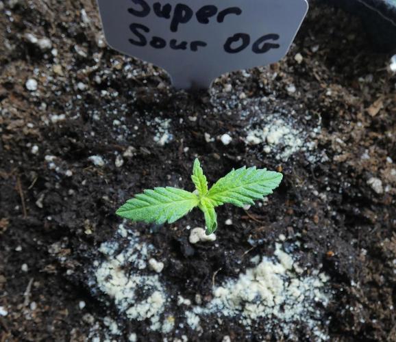 Super Sour Kush #1 - QCS. Week 1