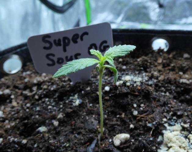 Super Sour Kush #1 - QCS. Week 1