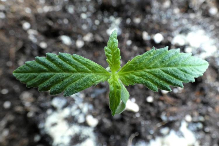 Super Sour Kush #1 - QCS. Week 1