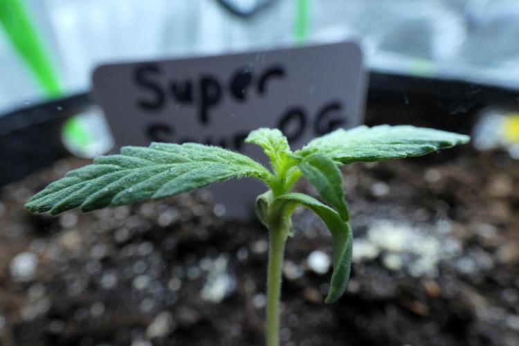 Super Sour Kush #1 - QCS. Week 1