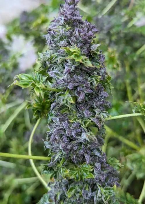 Blueberry Bastard (ABC). Week 0