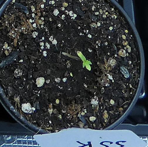 Super Sour Kush #2 - QCS. Week 0