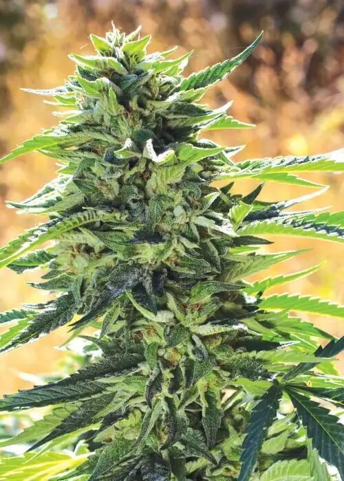 Super Sour Kush #2 - QCS. Week 0