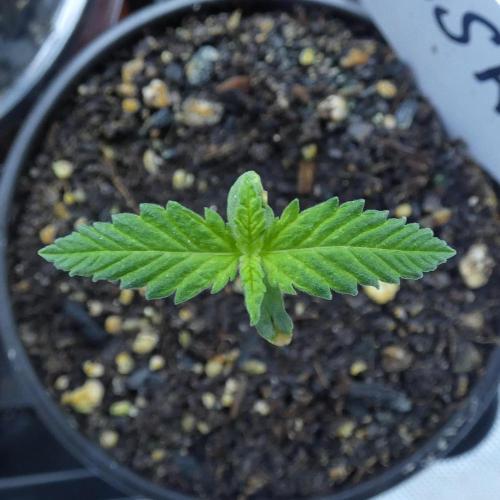 Super Sour Kush #2 - QCS. Week 1 - 6