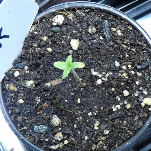 Super Sour Kush #2 - QCS. Week 1 - 1