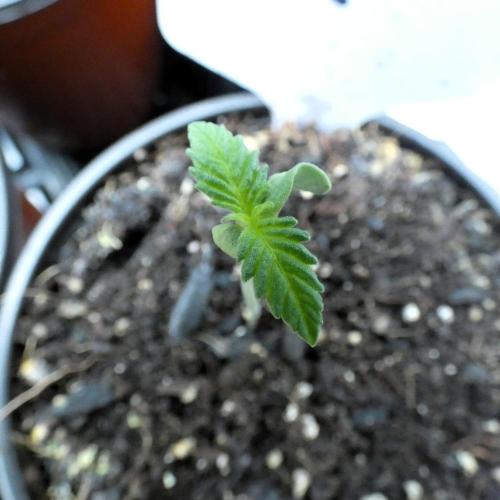 Super Sour Kush #2 - QCS. Week 1 - 3