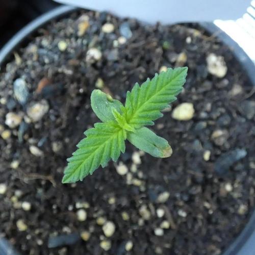 Super Sour Kush #2 - QCS. Week 1 - 4