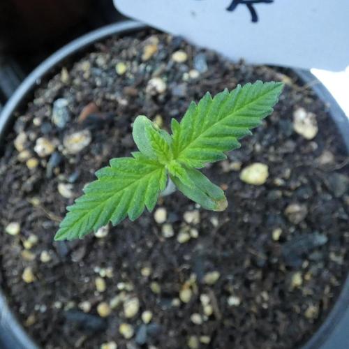 Super Sour Kush #2 - QCS. Week 1 - 5