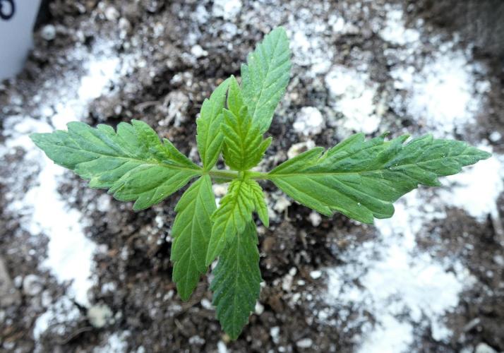 Super Sour Kush #1 - QCS. Week 2