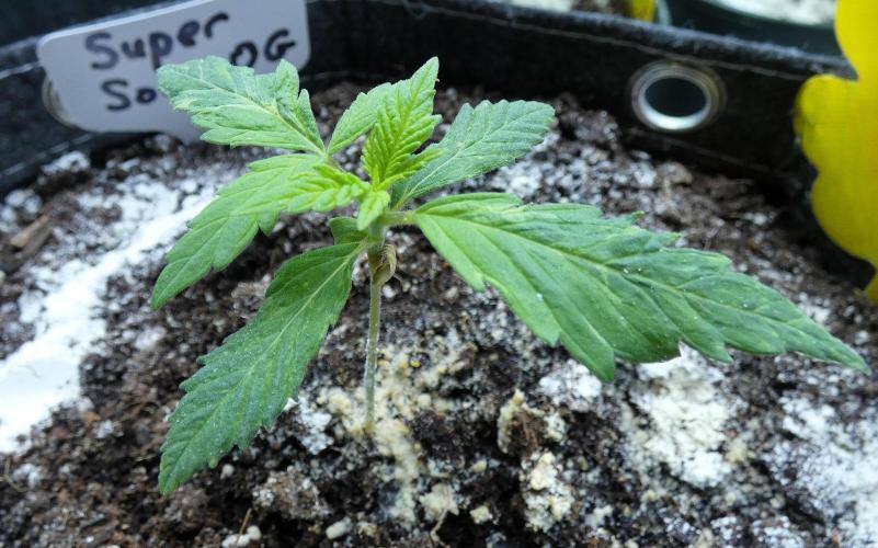 Super Sour Kush #1 - QCS. Week 2