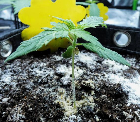 Super Sour Kush #1 - QCS. Week 2