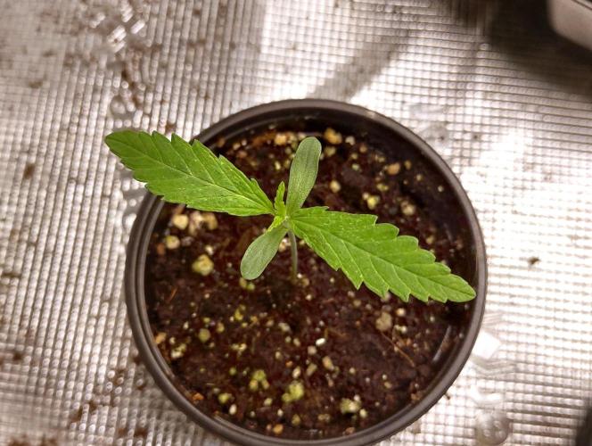 Gelato X GDP for seeds. Week 13 - week 1