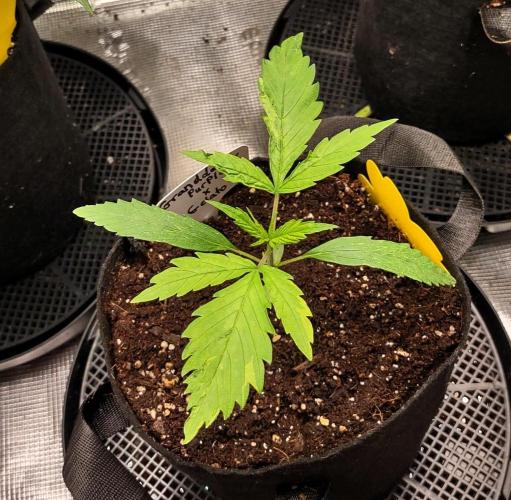 Gelato X GDP for seeds. Week 13 - week 2