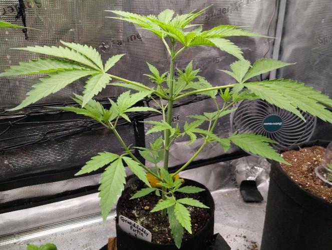 Gelato X GDP for seeds. Week 13 - week 4