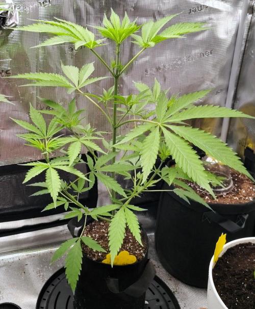 Gelato X GDP for seeds. Week 13 - week 5