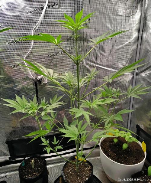 Gelato X GDP for seeds. Week 13 - week 6