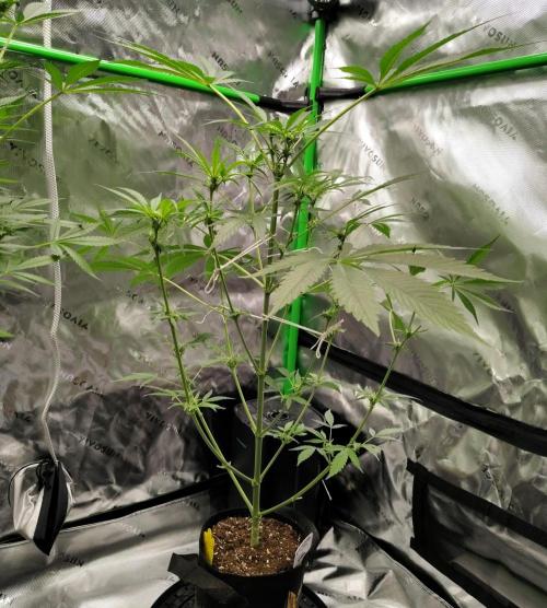 Gelato X GDP for seeds. Week 13 - week 7