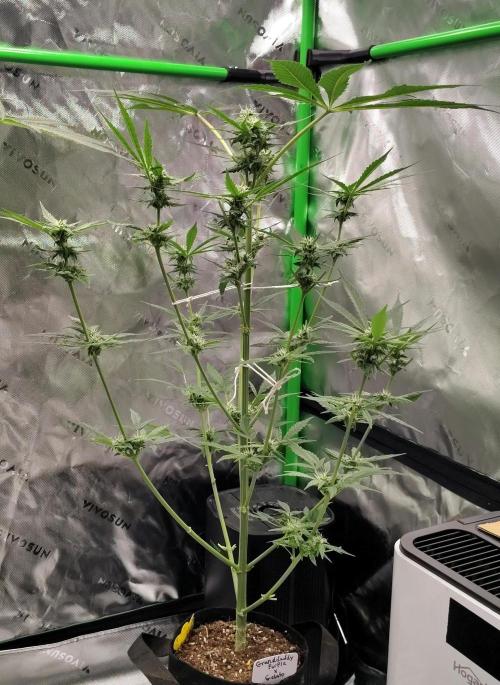 Gelato X GDP for seeds. Week 13 - week 8