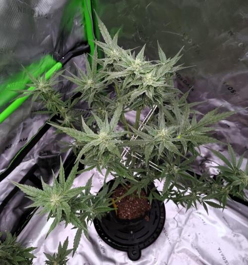 Gelato X GDP for seeds. Week 13 - week 9