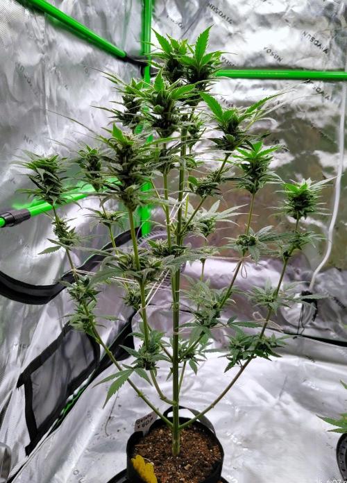 Gelato X GDP for seeds. Week 13 - week 10