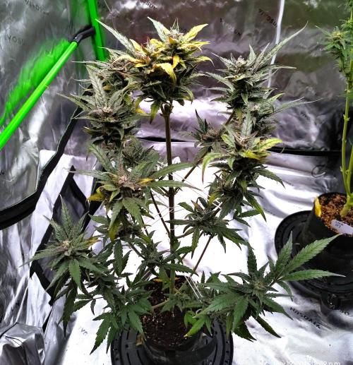 Gelato X GDP for seeds. Week 13 - week 12