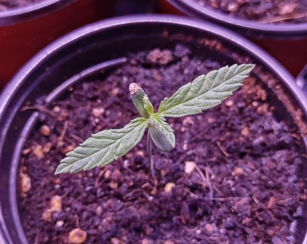 FP 2.0 for seeds. Week 20