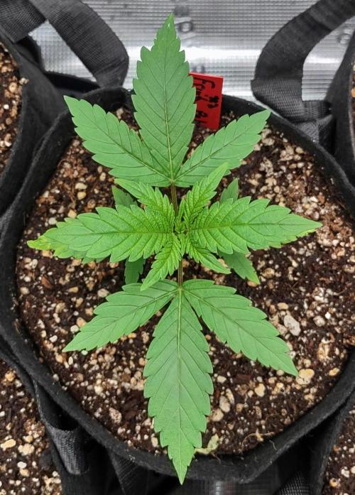 FP 2.0 for seeds. Week 20