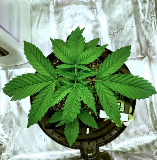 FP 2.0 for seeds. Week 20