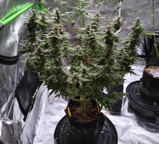 FP 2.0 for seeds. Week 20