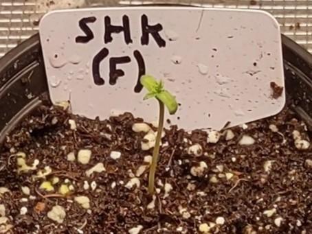 SHK for seeds. Week 14