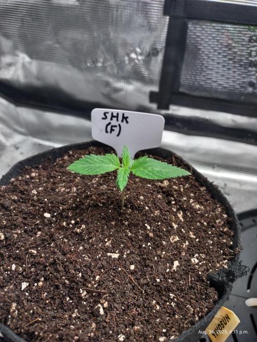 SHK for seeds. Week 14