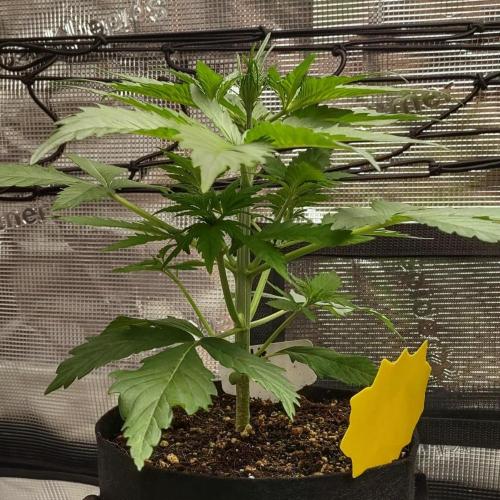 SHK for seeds. Week 14