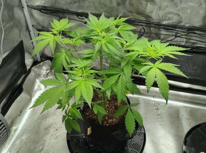 SHK for seeds. Week 14