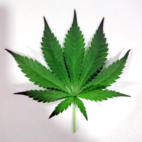 SHK for seeds. Week 14