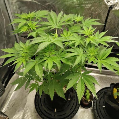 SHK for seeds. Week 14