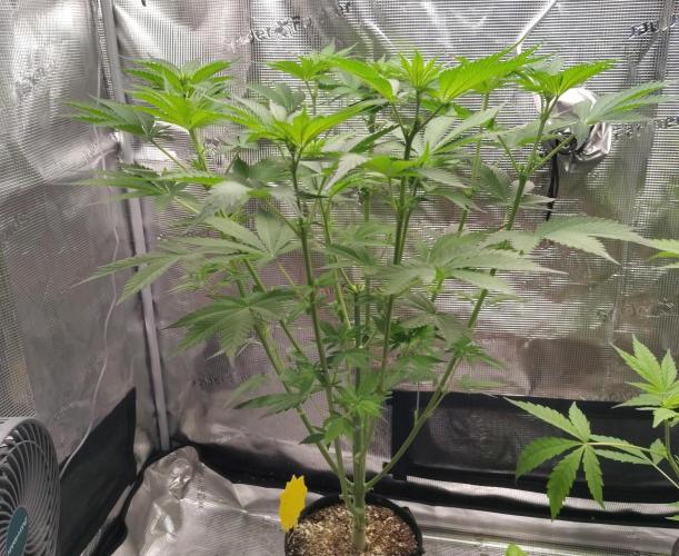 SHK for seeds. Week 14