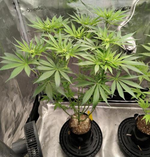 SHK for seeds. Week 14