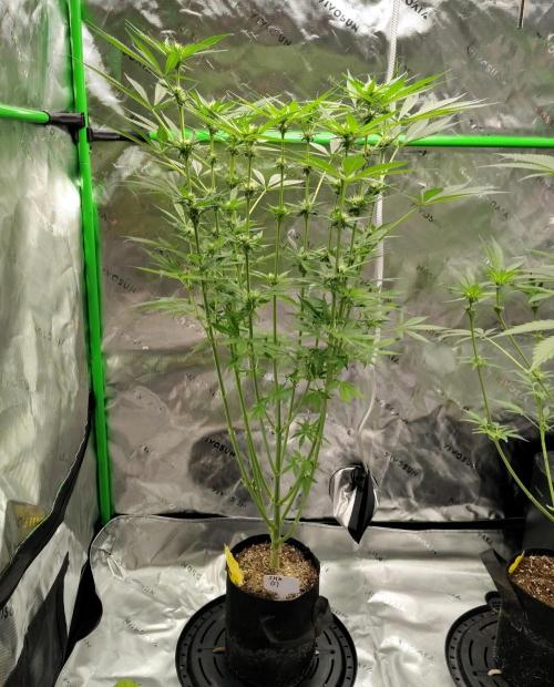 SHK for seeds. Week 14