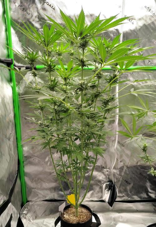 SHK for seeds. Week 14