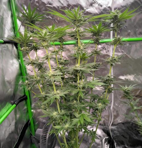 SHK for seeds. Week 14