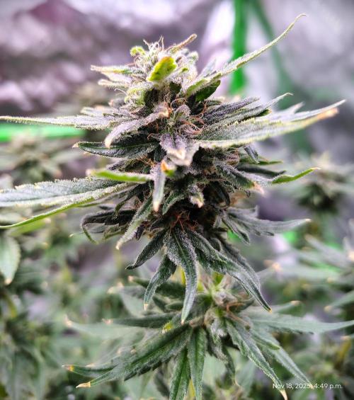 SHK for seeds. Week 14