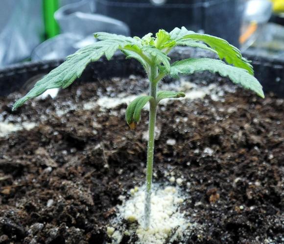 Super Sour Kush #2 - QCS. Week 2