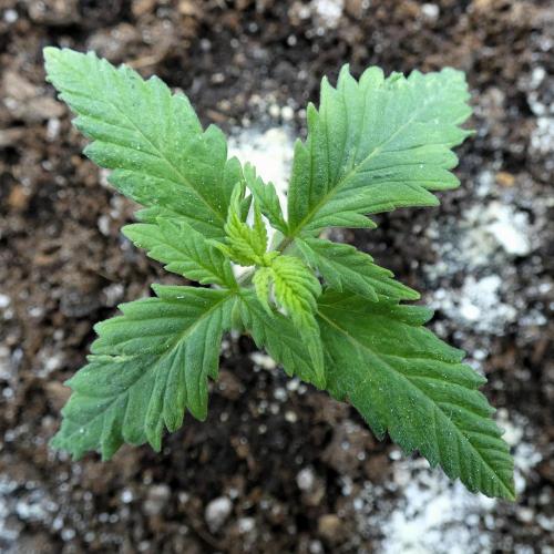 Super Sour Kush #2 - QCS. Week 2