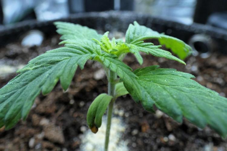 Super Sour Kush #2 - QCS. Week 2